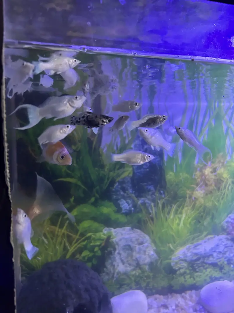 Molly Fish For sale — photo 2