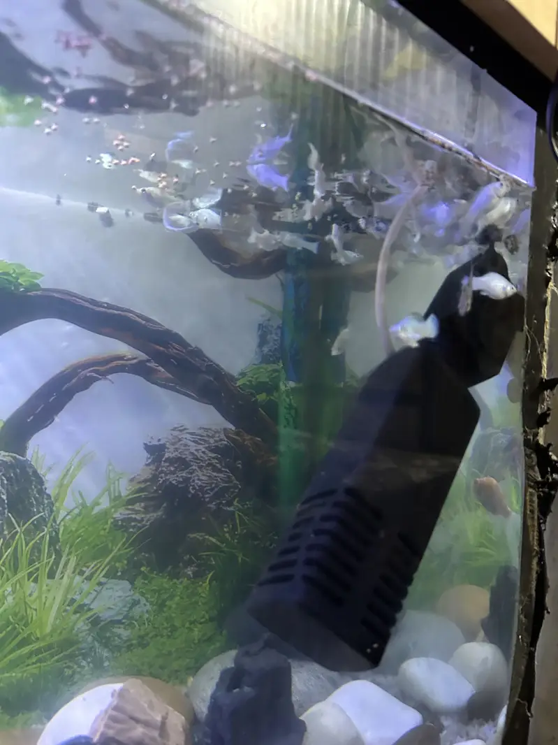 Molly Fish For sale — photo 3