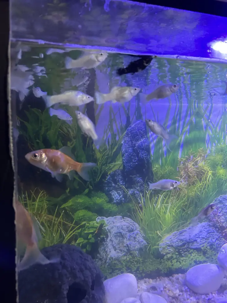 Molly Fish For sale — photo 4