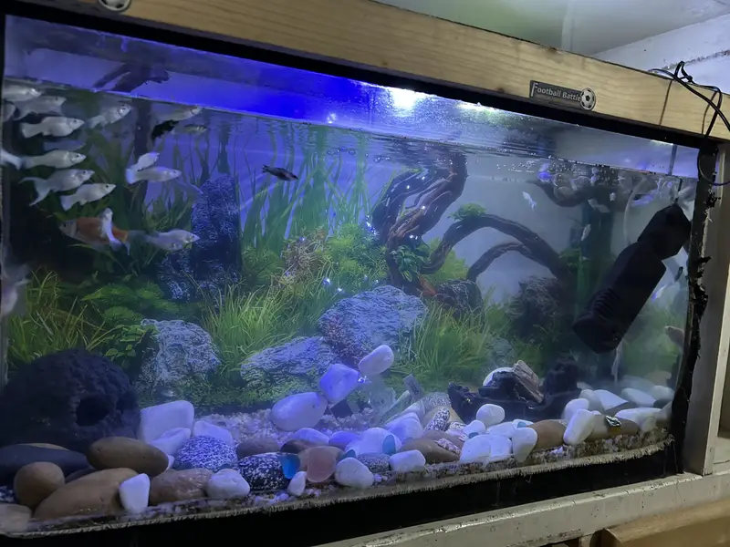 Molly Fish For sale — photo 5