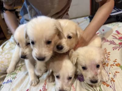 White Retriever & Huskey Puppies