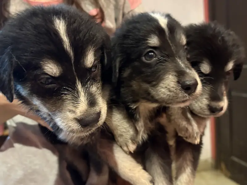 White Retriever & Huskey Puppies — photo 2