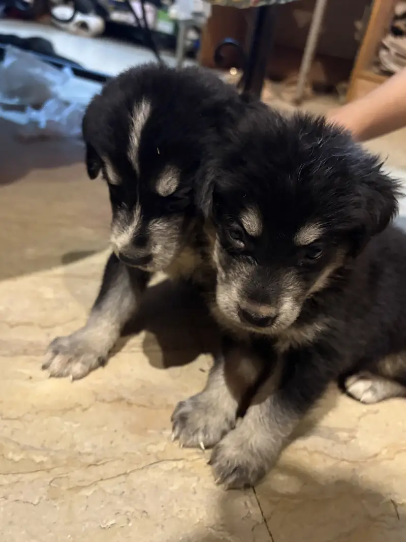 White Retriever & Huskey Puppies — photo 3