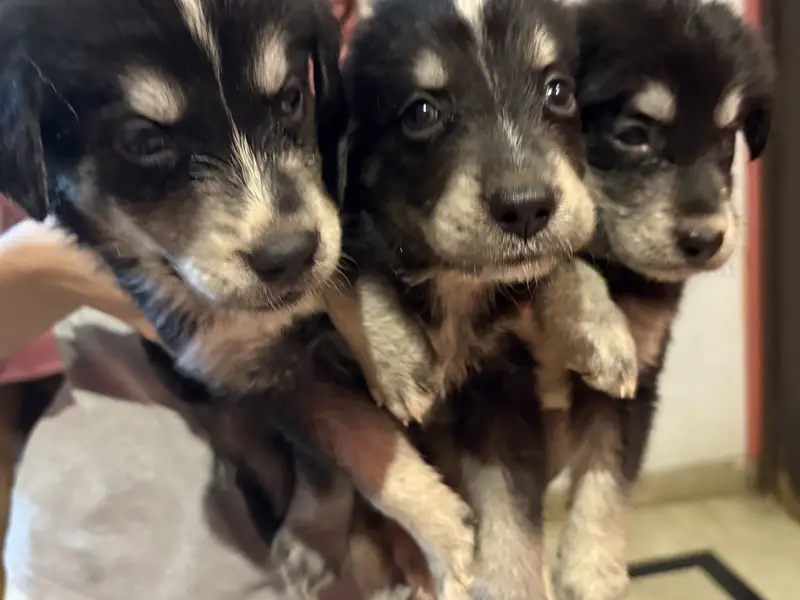 White Retriever & Huskey Puppies — photo 4