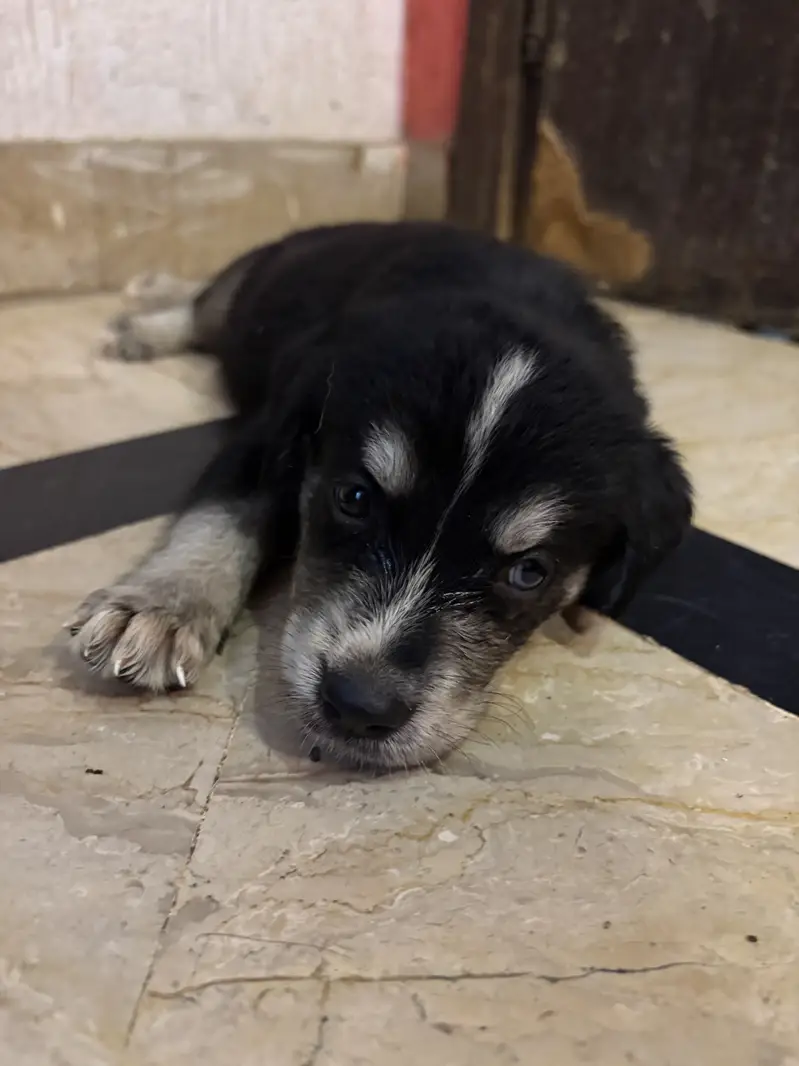 White Retriever & Huskey Puppies — photo 6