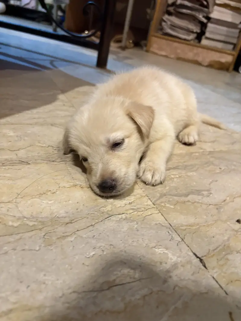 White Retriever & Huskey Puppies — photo 7