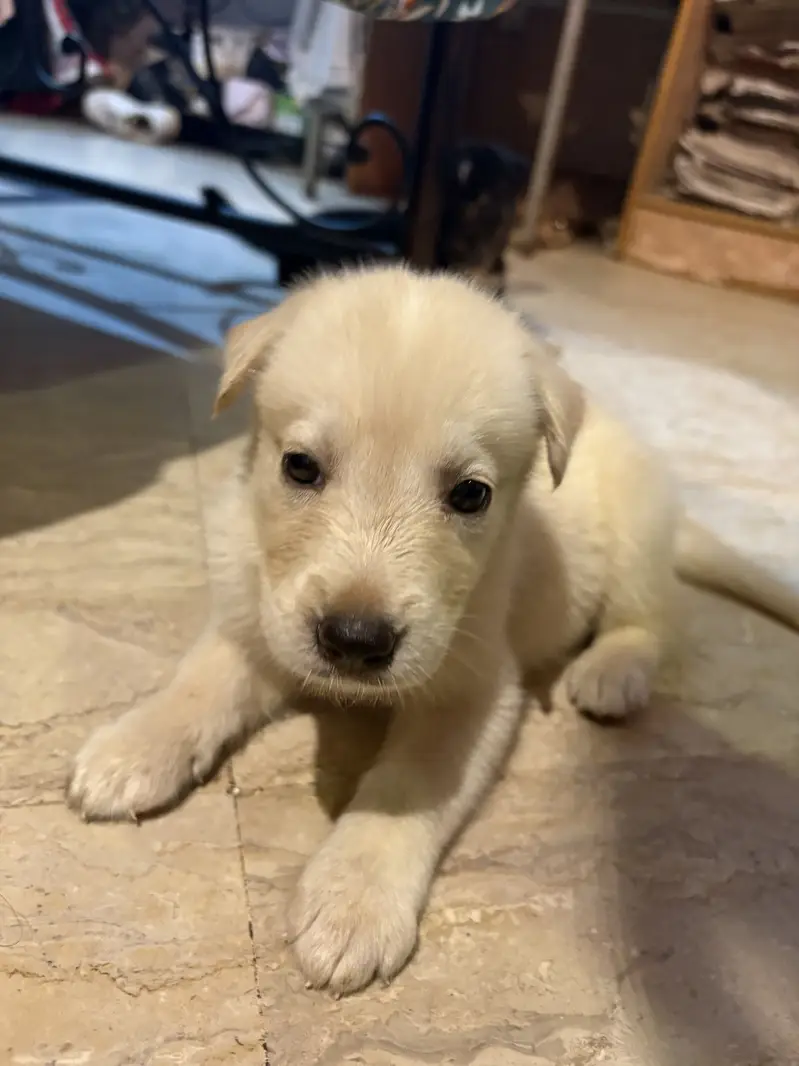 White Retriever & Huskey Puppies — photo 8