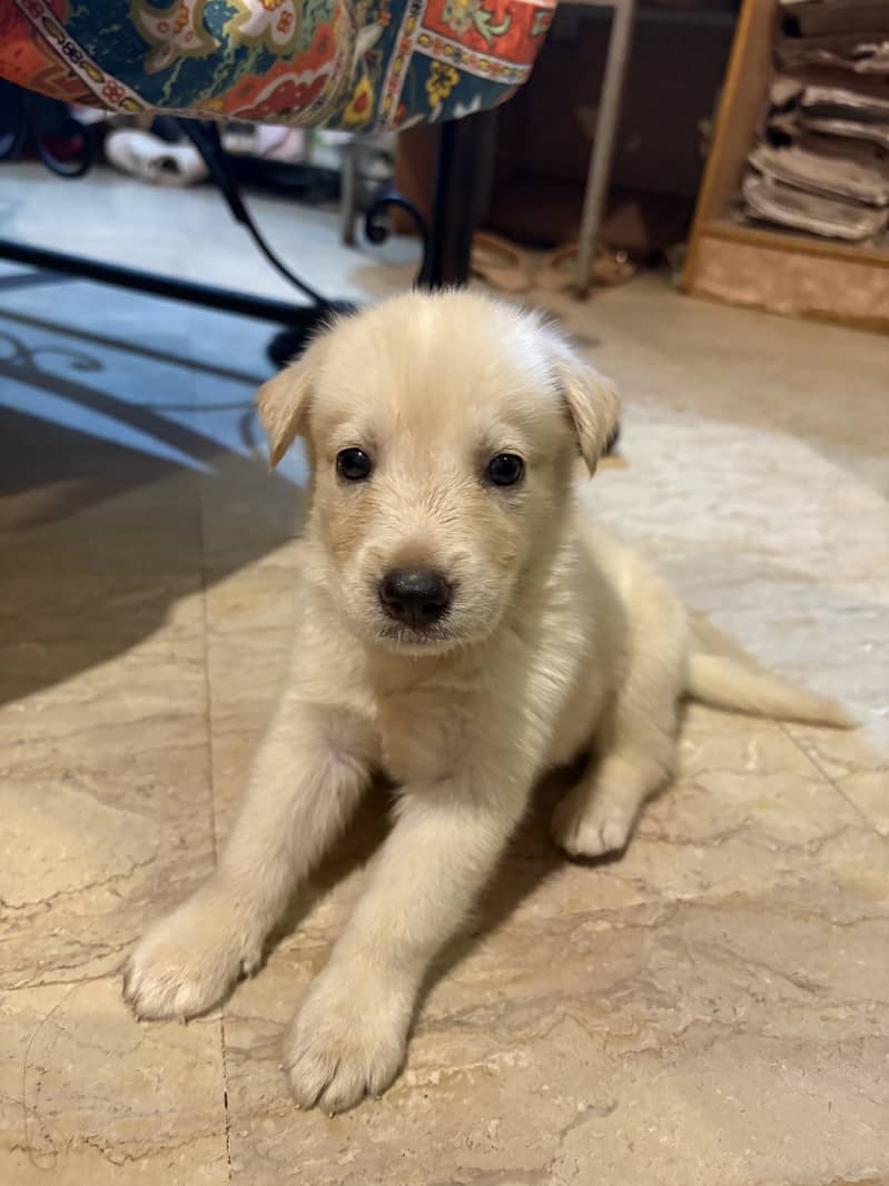 White Labrador 3