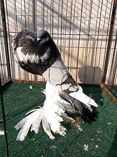 Jacobin#fancy#piegons#pouter#naqabposh