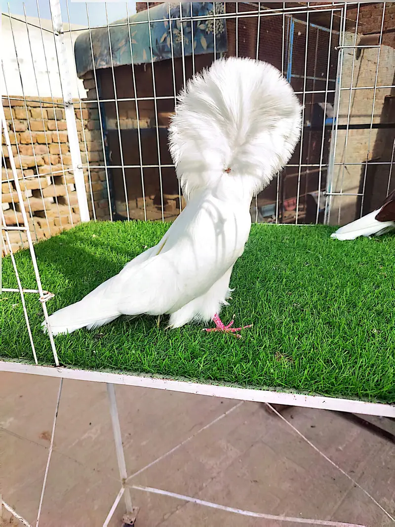 Jacobin#fancy#piegons#pouter#naqabposh — photo 2