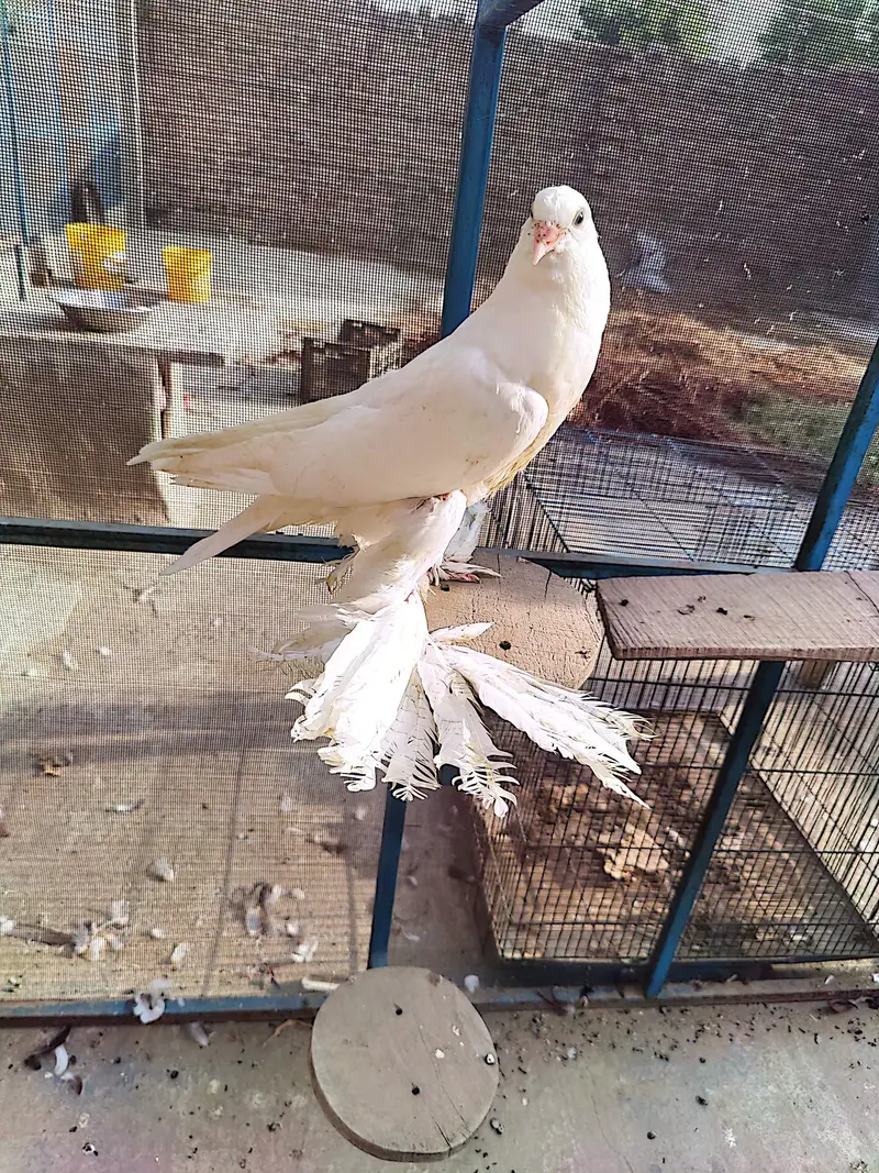 Jacobin#fancy#piegons#pouter#naqabposh — photo 3