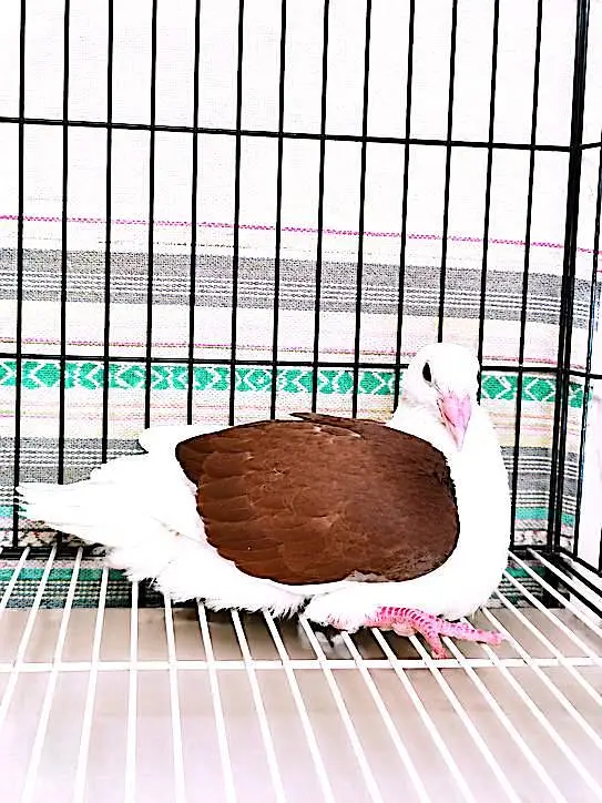 Jacobin#fancy#piegons#pouter#naqabposh — photo 5