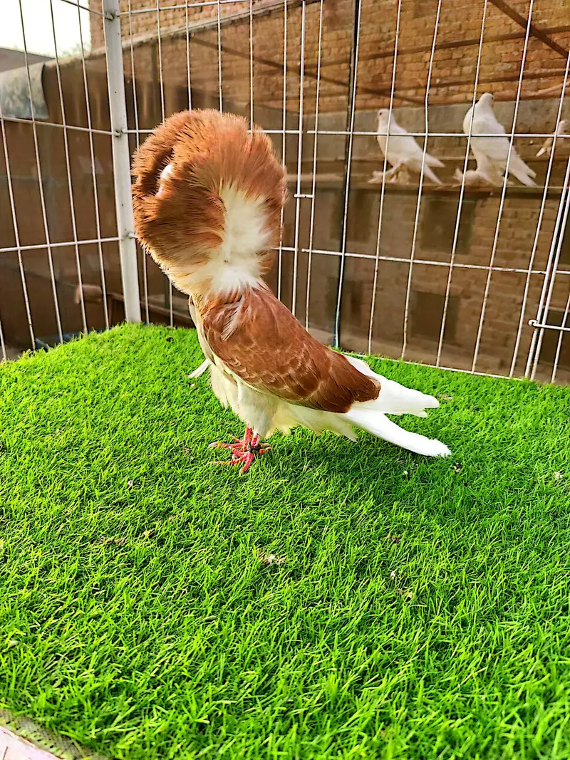 Jacobin#fancy#piegons#pouter#naqabposh — photo 6