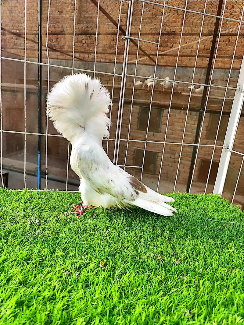 Jacobin#fancy#piegons#pouter#naqabposh — photo 7