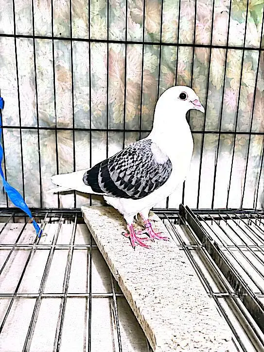 Jacobin#fancy#piegons#pouter#naqabposh — photo 8
