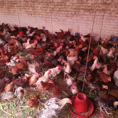 golden masri hens