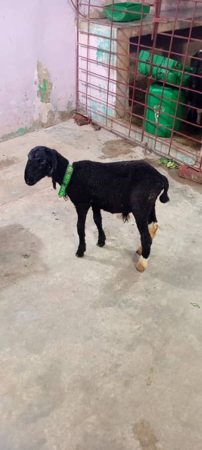 dumba for sale