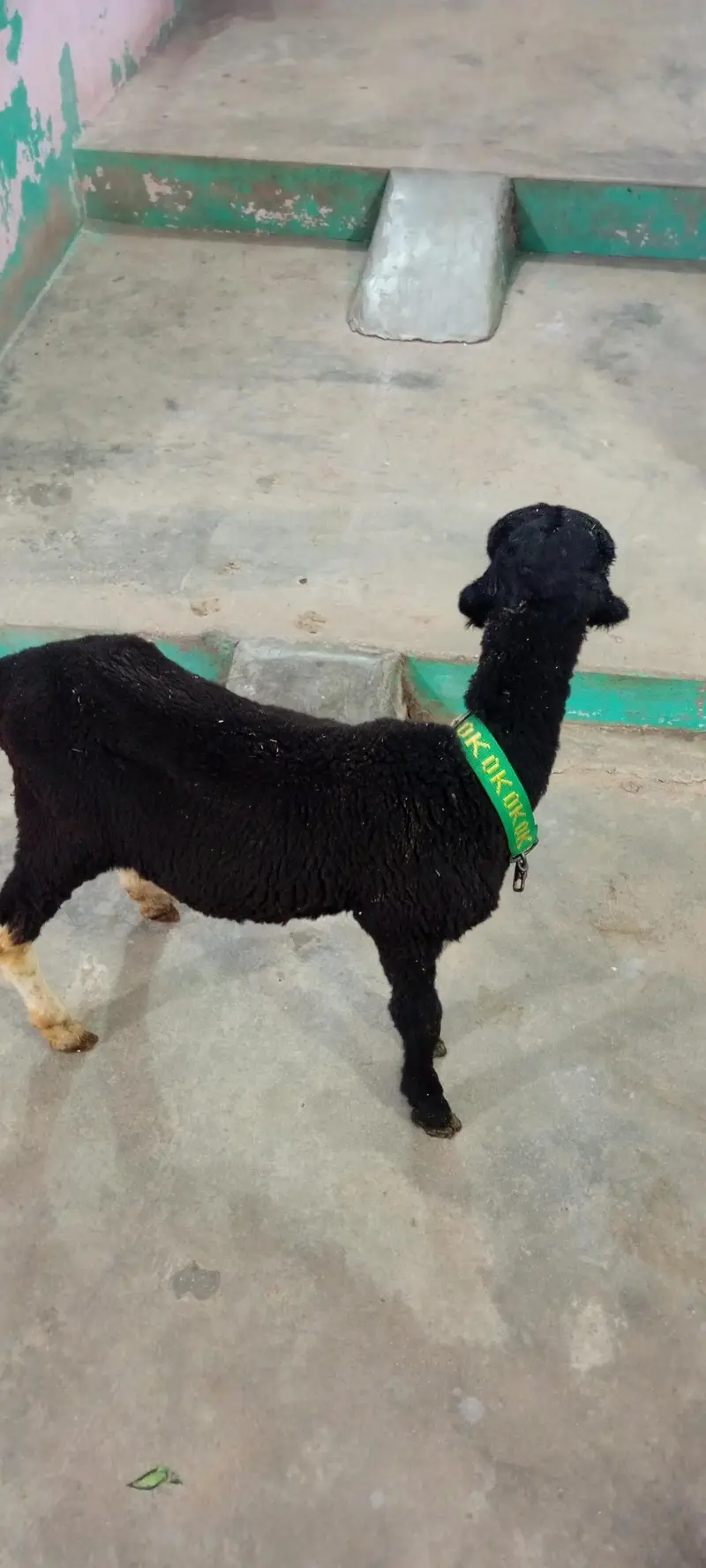 dumba for sale — photo 2