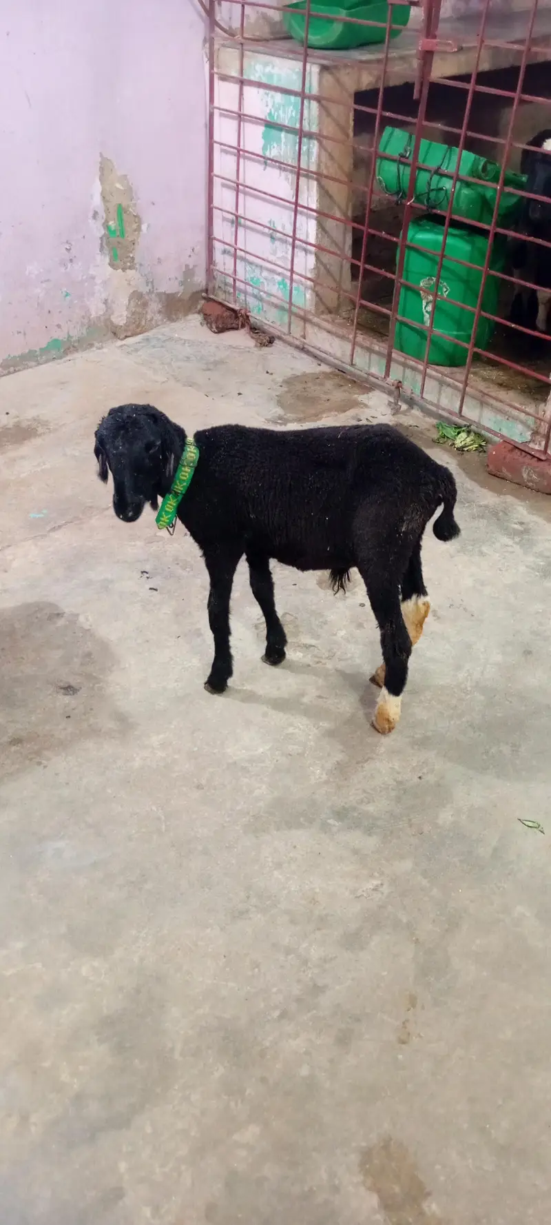 dumba for sale — photo 3