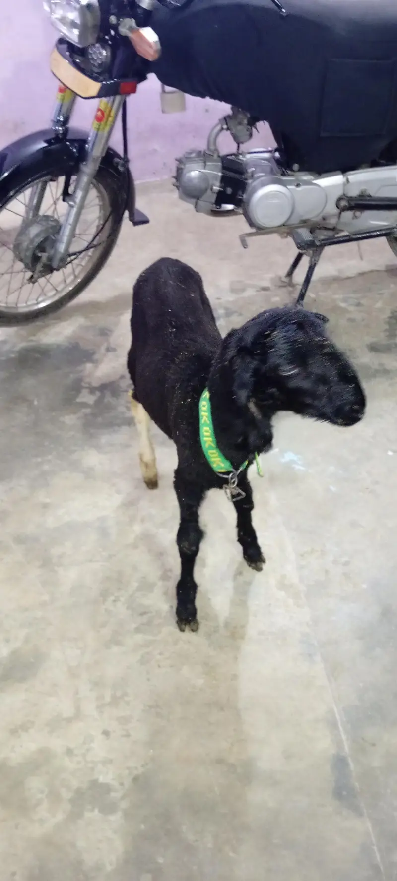 dumba for sale — photo 4