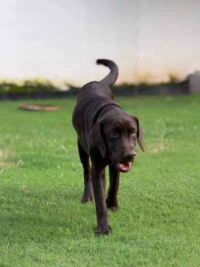 Chocolate Labrador Pedigree