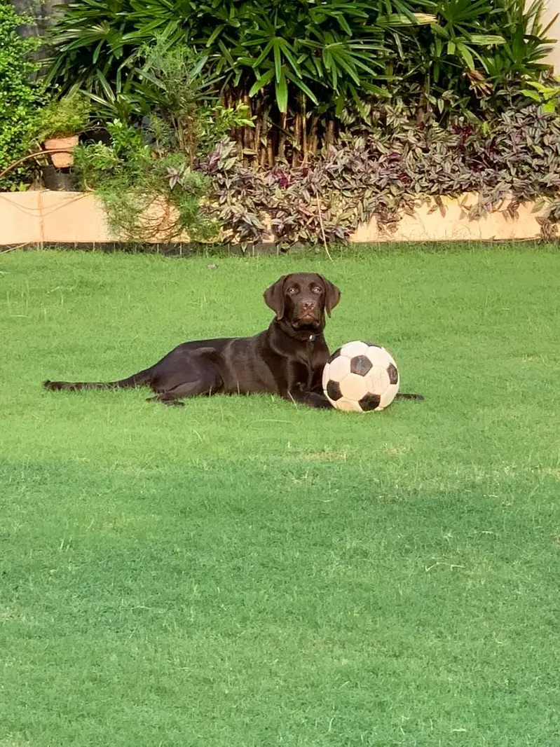 Chocolate Labrador Pedigree — photo 2
