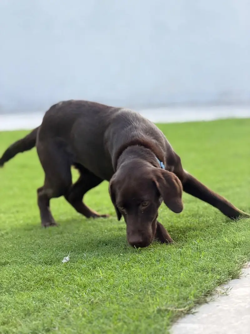 Chocolate Labrador Pedigree — photo 3
