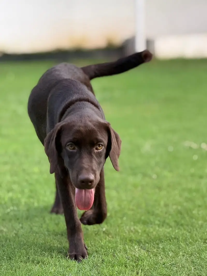 Chocolate Labrador Pedigree — photo 4