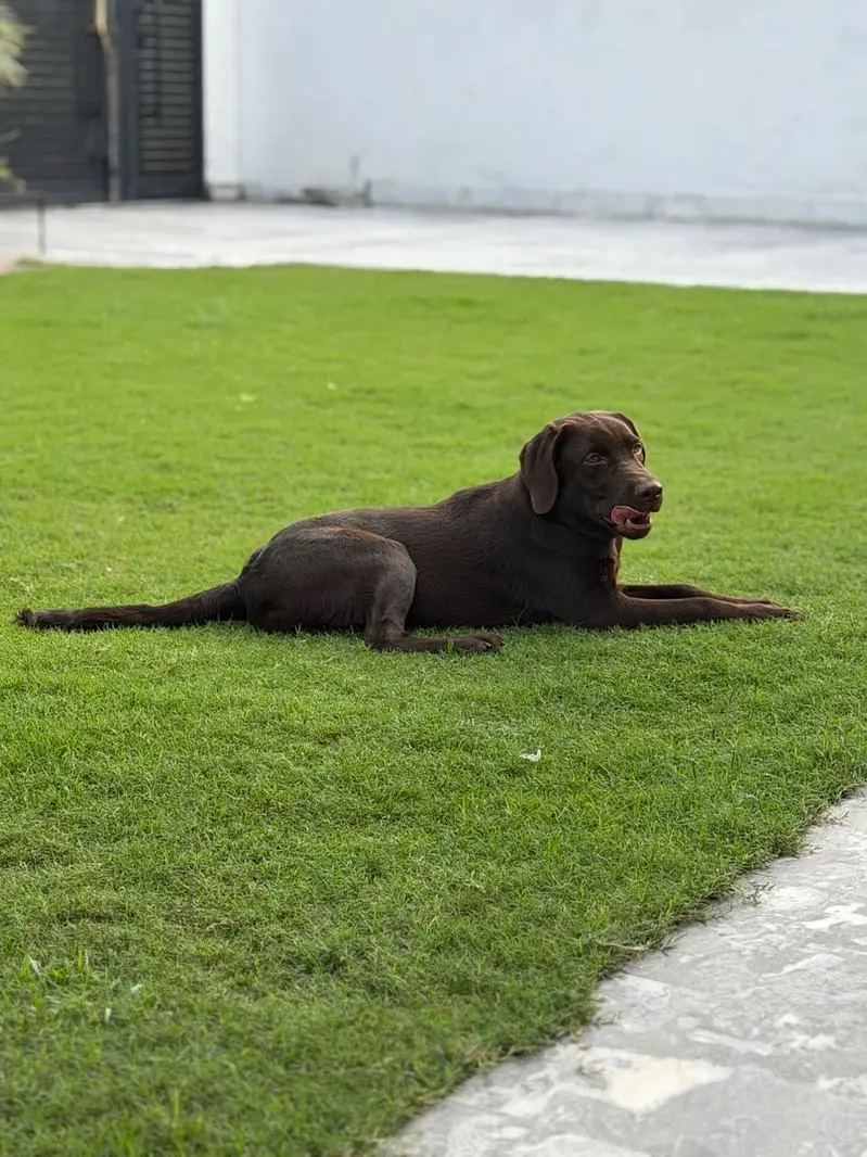 Chocolate Labrador Pedigree — photo 5