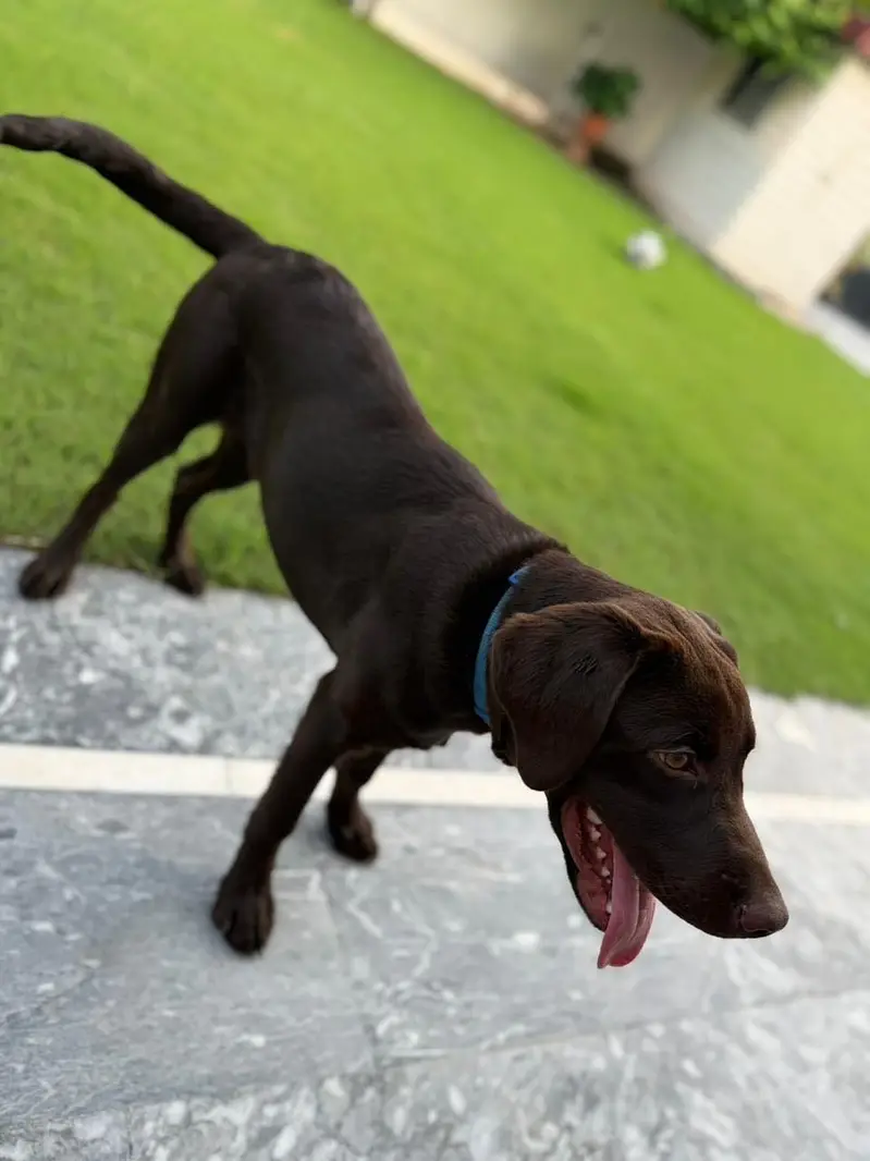 Chocolate Labrador Pedigree — photo 6