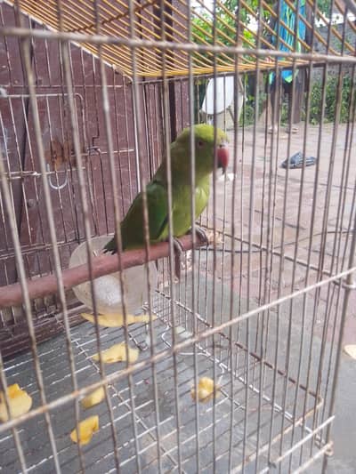 for sale
