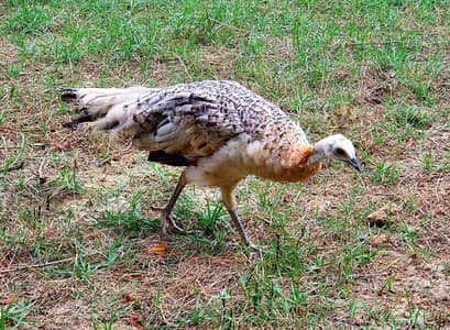 Peacock chick