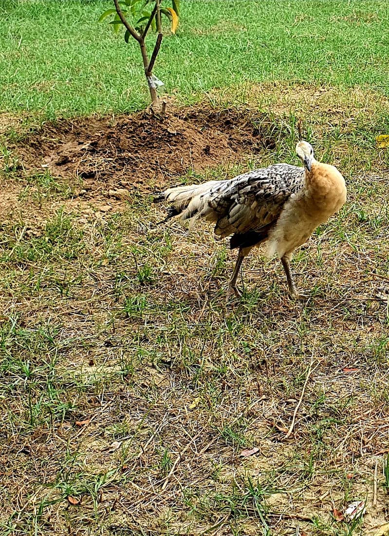 Peacock chick 1