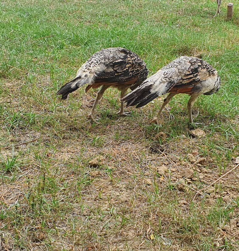Peacock chick 2