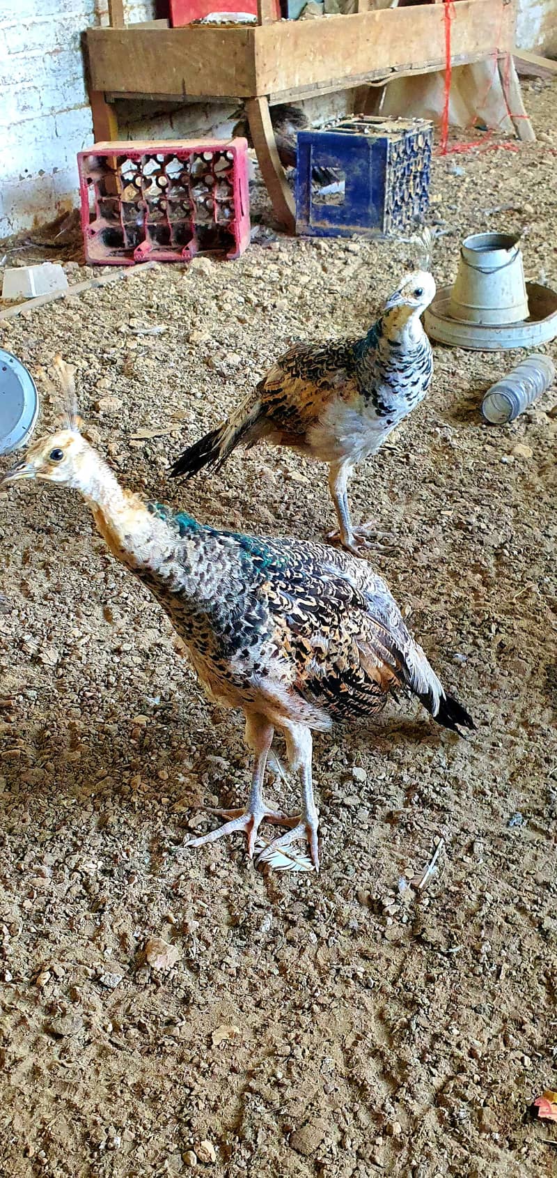 Peacock chick 3