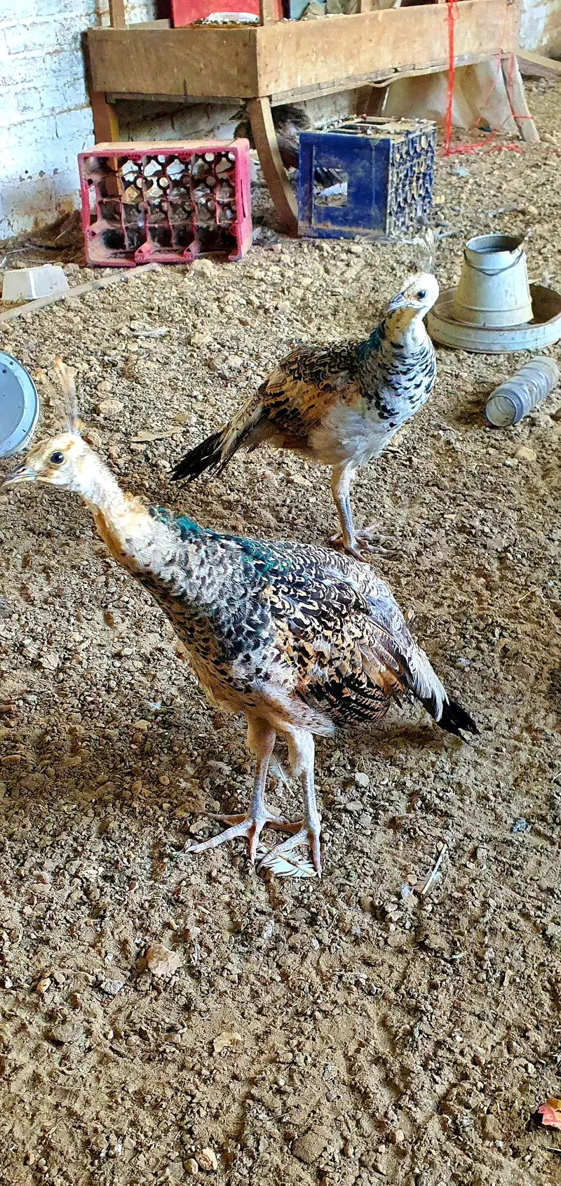 Peacock chick — photo 4