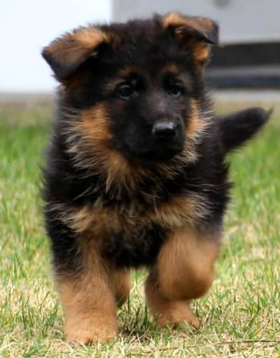 German Shepherd Male Puppy