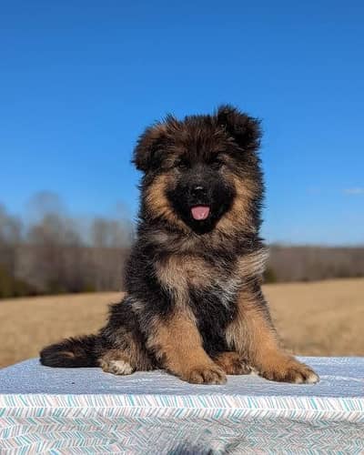 German Shepherd Male Puppy