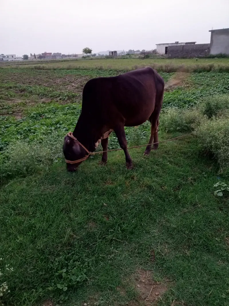 mara pas jaga ke issues ha is le sale kar Raha hu — photo 3