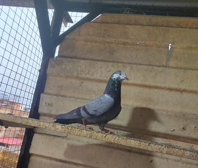 Breeder kabotar high flyers
