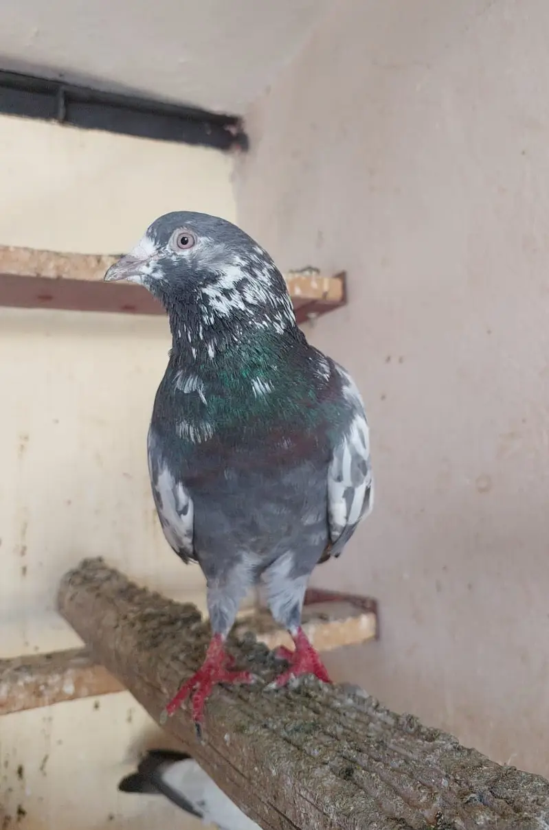 Breeder kabotar high flyers — photo 2