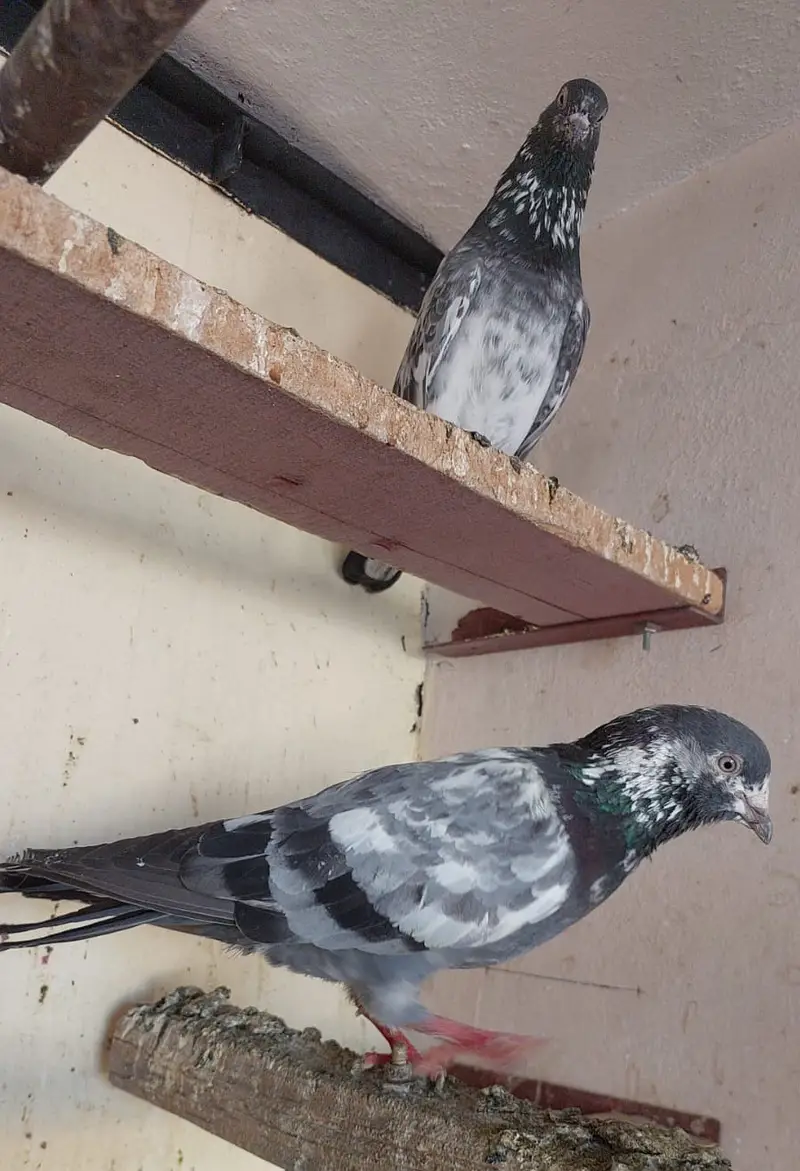 Breeder kabotar high flyers — photo 3