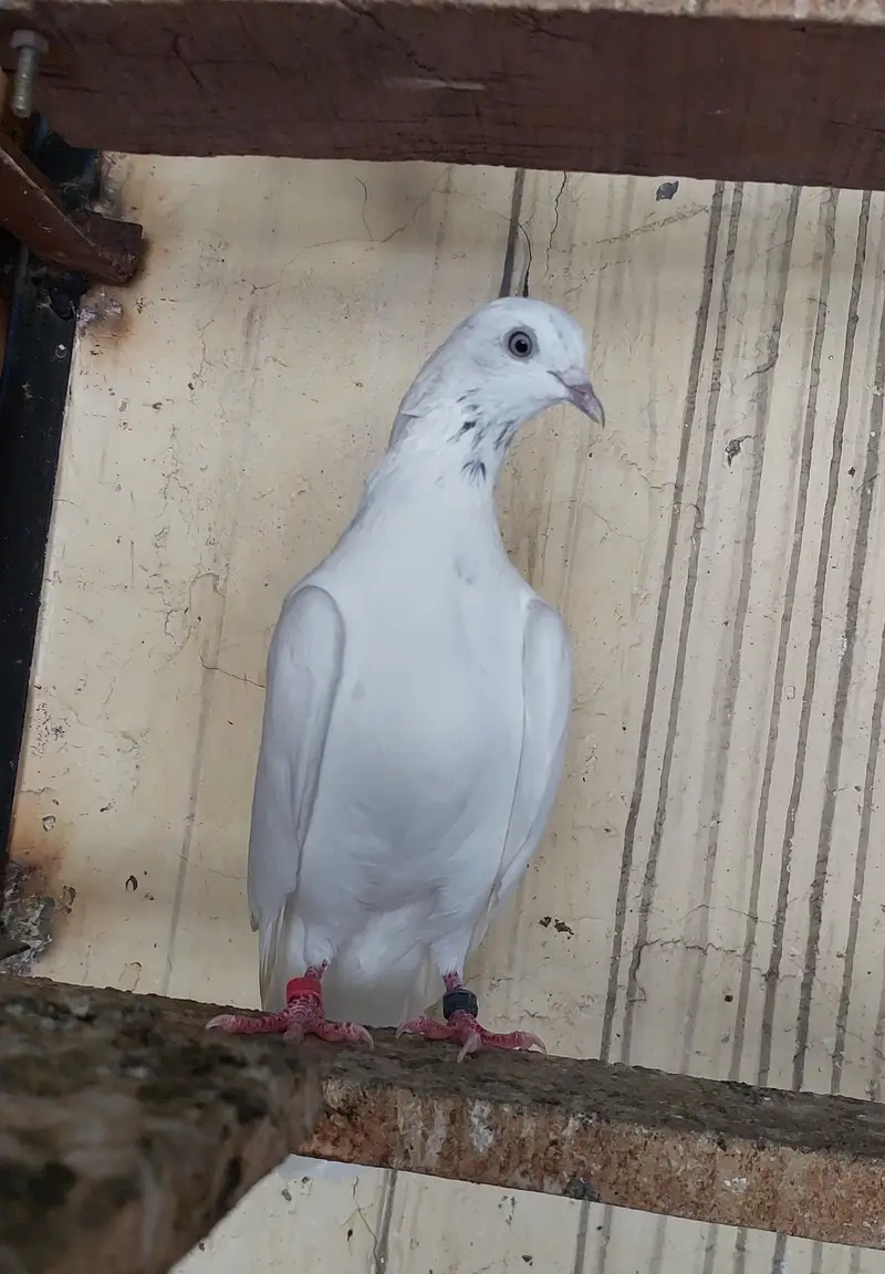 Breeder kabotar high flyers — photo 4