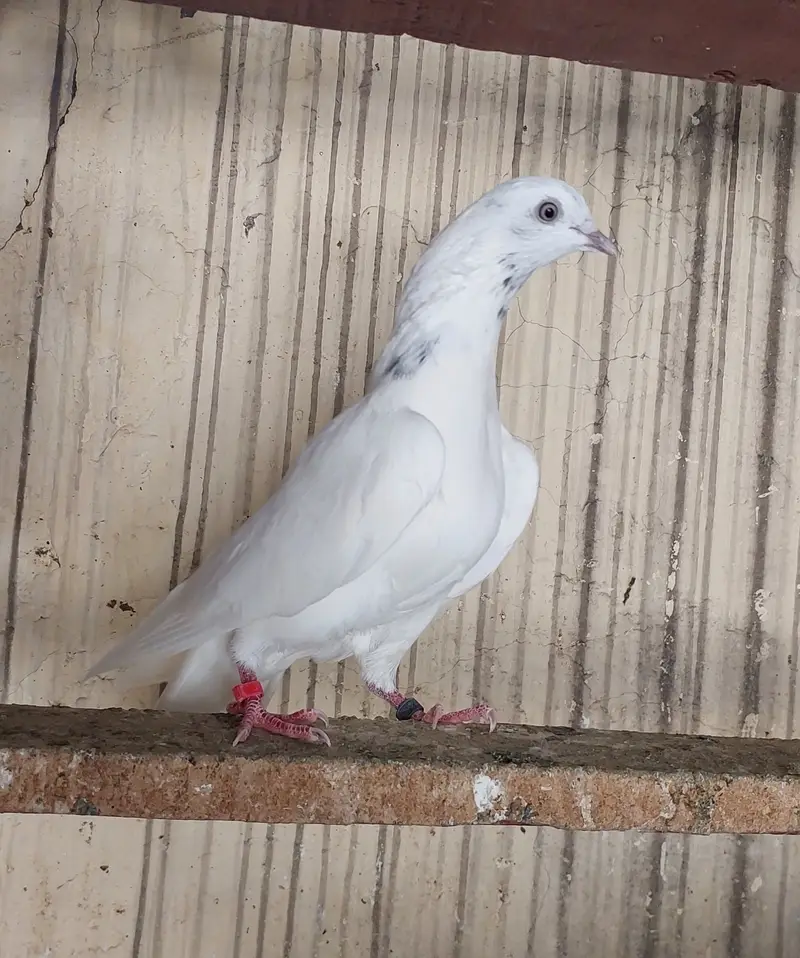 Breeder kabotar high flyers — photo 5