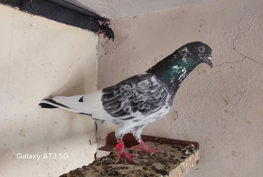 Breeder kabotar high flyers — photo 6