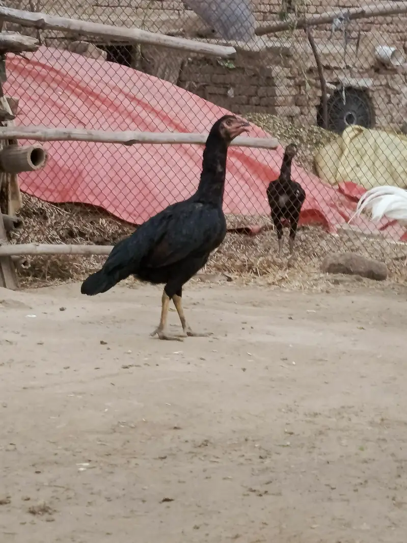 Aseel high quality patha — photo 5