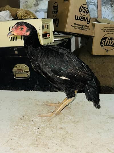 Aseel hens best nasali. female aseels are ready for breeding.