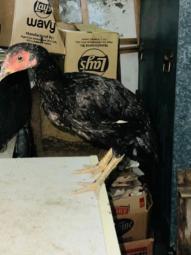 Aseel hens best nasali. female aseels are ready for breeding. — photo 2