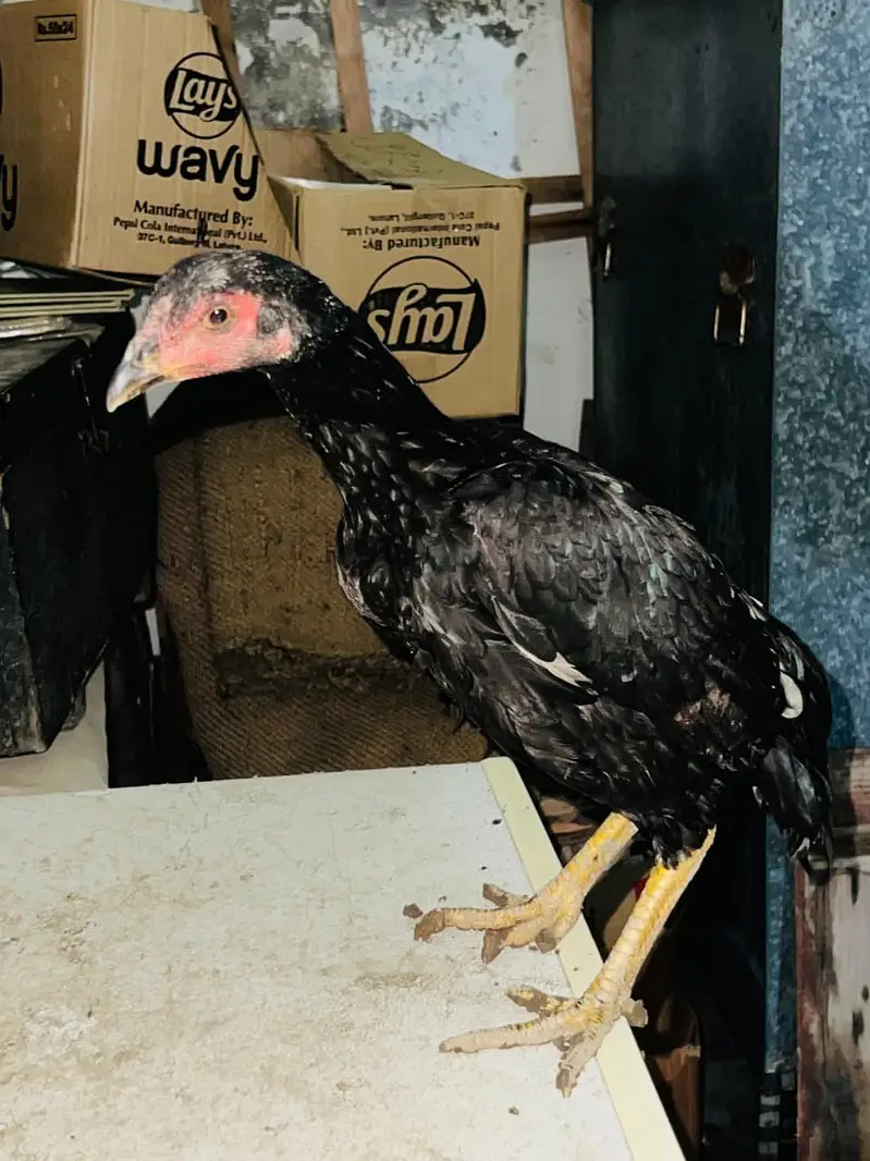 Aseel hens best nasali. female aseels are ready for breeding. — photo 3
