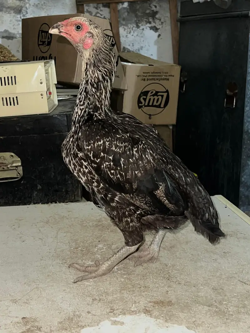 Aseel hens best nasali. female aseels are ready for breeding. — photo 4